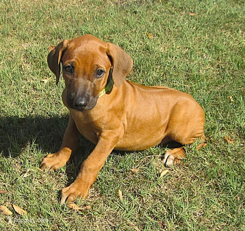 Hershey's #3 – Rhodesian Ridgeback puppy for sale in Palestine, TX