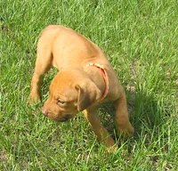 Orange female, a female Rhodesian Ridgeback for sale in Palestine, TX – 3 of 4