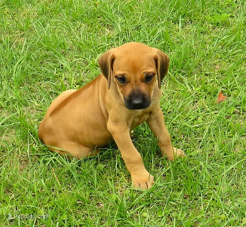 Red girl – Rhodesian Ridgeback puppy for sale in Palestine, TX