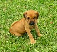 Red girl, a female Rhodesian Ridgeback for sale in Palestine, TX – 1 of 4