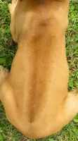 Red girl, a female Rhodesian Ridgeback for sale in Palestine, TX – 4 of 4