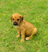 Red girl, a female Rhodesian Ridgeback for sale in Palestine, TX – 3 of 4