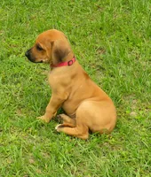 Red girl, a female Rhodesian Ridgeback for sale in Palestine, TX – 2 of 4