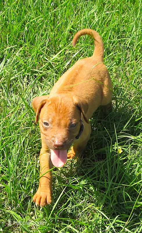 Brown female – Rhodesian Ridgeback puppy for sale in Palestine, TX