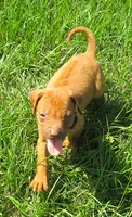 Brown female, a female Rhodesian Ridgeback for sale in Palestine, TX – 3 of 4