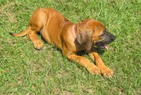 Sersi's girl, a female Rhodesian Ridgeback for sale in Palestine, TX – 2 of 4
