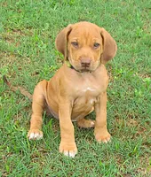 Lt Green female, a female Rhodesian Ridgeback for sale in Palestine, TX – 2 of 4