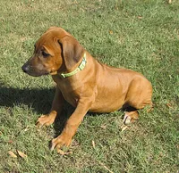Hershey's #3, a female Rhodesian Ridgeback for sale in Palestine, TX – 2 of 4