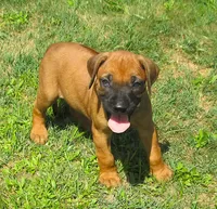 Purple female, a female Rhodesian Ridgeback for sale in Palestine, TX – 1 of 4