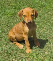 Lily's girl, a female Rhodesian Ridgeback for sale in Palestine, TX – 2 of 3