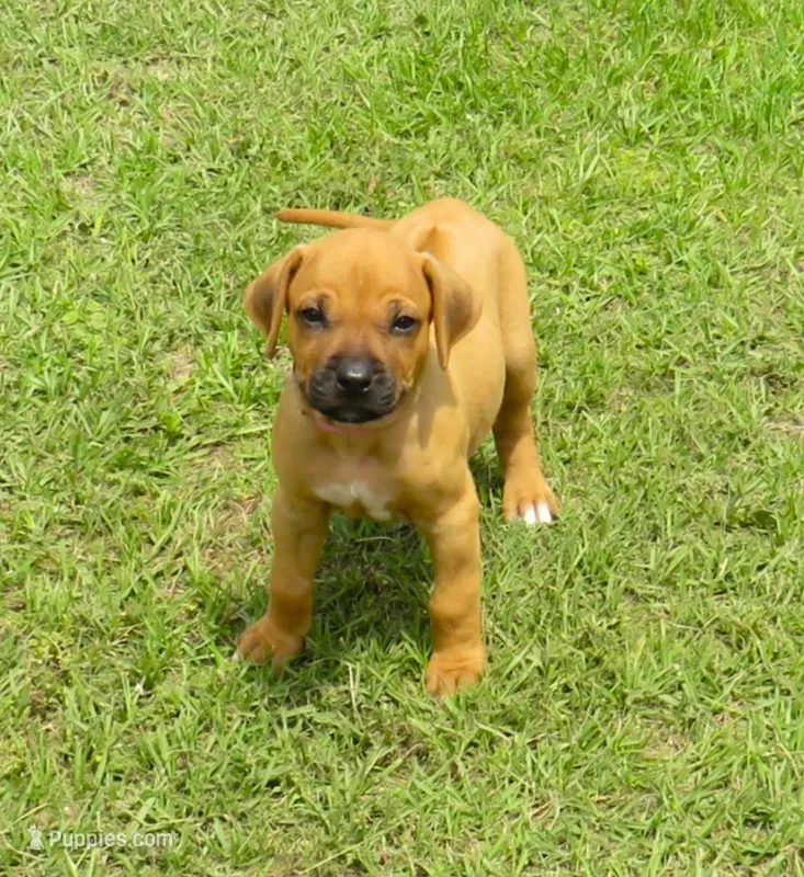 Pink female – Rhodesian Ridgeback puppy on hold in Palestine, TX