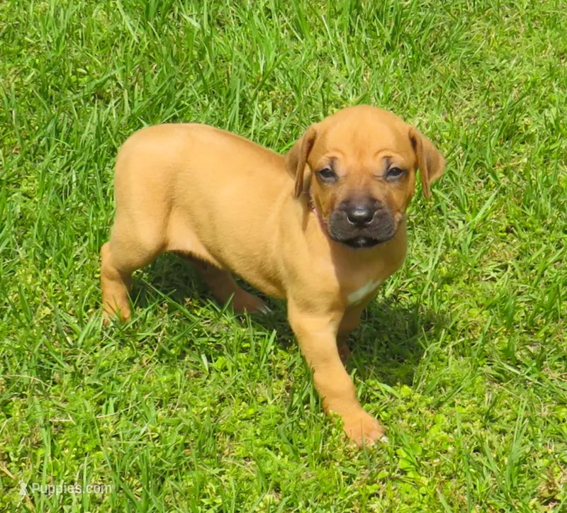 Pink female – Rhodesian Ridgeback puppy for sale in Palestine, TX