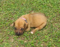 Pink female, a female Rhodesian Ridgeback for sale in Palestine, TX – Photo 2 of 3