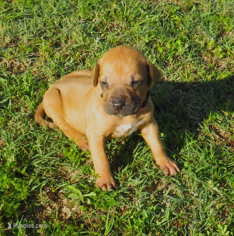 Pink female – Rhodesian Ridgeback puppy for sale in Palestine, TX