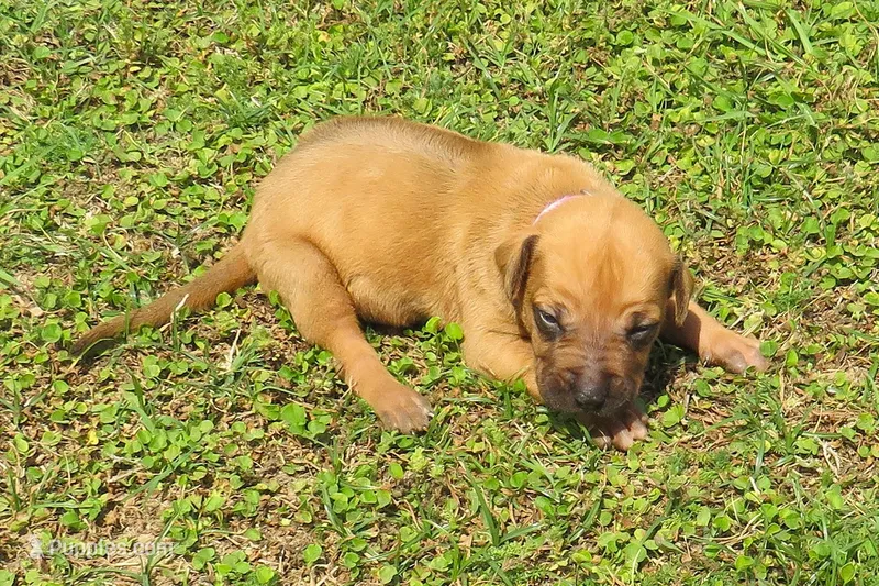 Pink female – Rhodesian Ridgeback puppy for sale in Palestine, TX