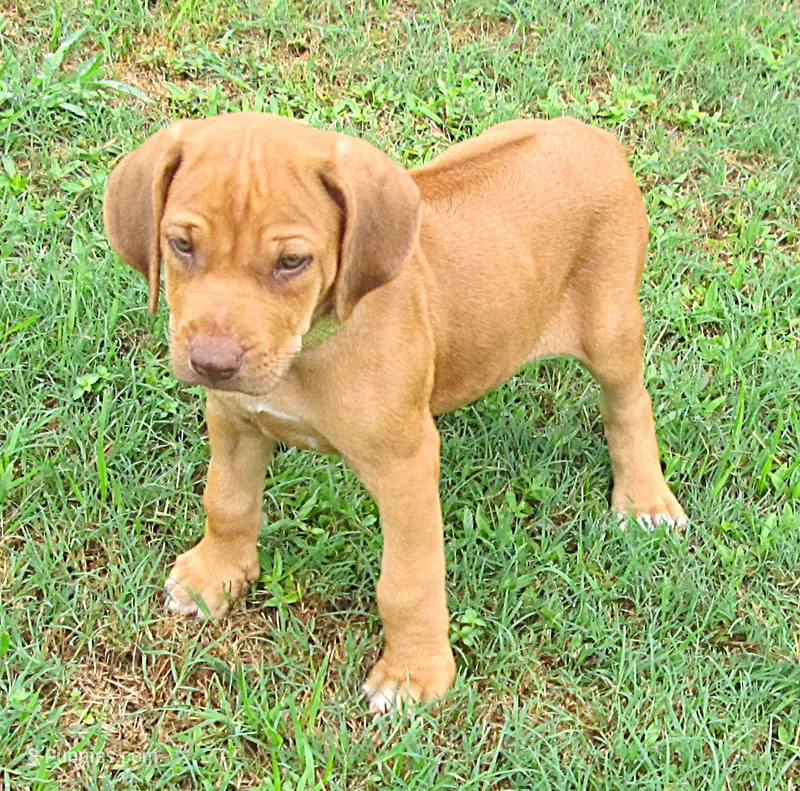 Lt Green female – Rhodesian Ridgeback puppy on hold in Palestine, TX