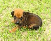 Pink female, a female Rhodesian Ridgeback for sale in Palestine, TX – 3 of 4