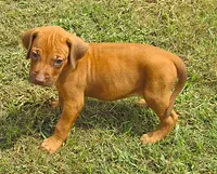 Green female, a female Rhodesian Ridgeback for sale in Palestine, TX – 2 of 4