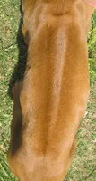 Lily's girl, a female Rhodesian Ridgeback for sale in Palestine, TX – 3 of 3