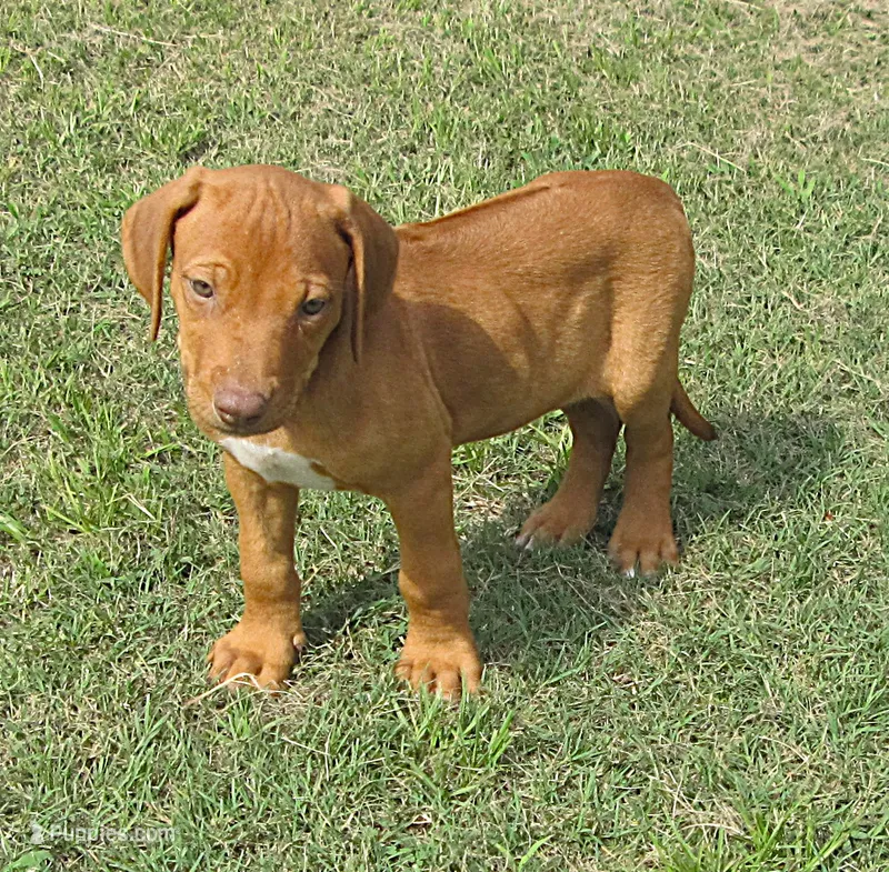 Lily's boy – Rhodesian Ridgeback puppy for sale in Palestine, TX