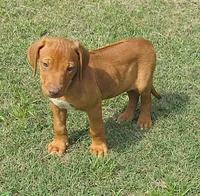 Lily's boy, a male Rhodesian Ridgeback for sale in Palestine, TX – 1 of 3