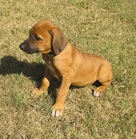 Hershey's #4, a female Rhodesian Ridgeback for sale in Palestine, TX – 2 of 4