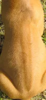 Lt blue female, a female Rhodesian Ridgeback for sale in Palestine, TX – 4 of 4
