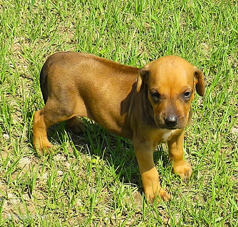 Belle's girl, a female Rhodesian Ridgeback for sale in Palestine, TX – 1 of 5