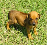 Belle's girl, a female Rhodesian Ridgeback for sale in Palestine, TX – 1 of 5