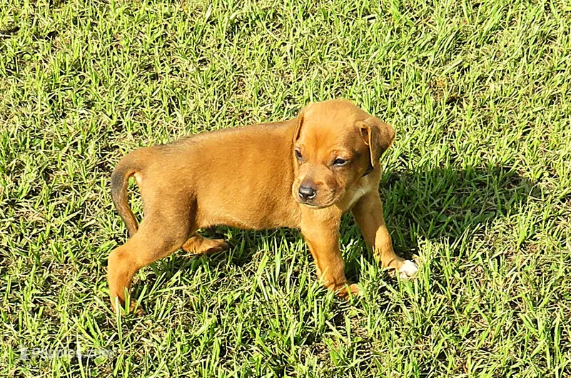 Red male – Rhodesian Ridgeback puppy for sale in Palestine, TX