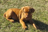 Blue male, a male Rhodesian Ridgeback for sale in Palestine, TX – Photo 3 of 4