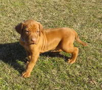 Blue male, a male Rhodesian Ridgeback for sale in Palestine, TX – Photo 2 of 4