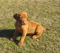 Blue male, a male Rhodesian Ridgeback for sale in Palestine, TX – Photo 1 of 4