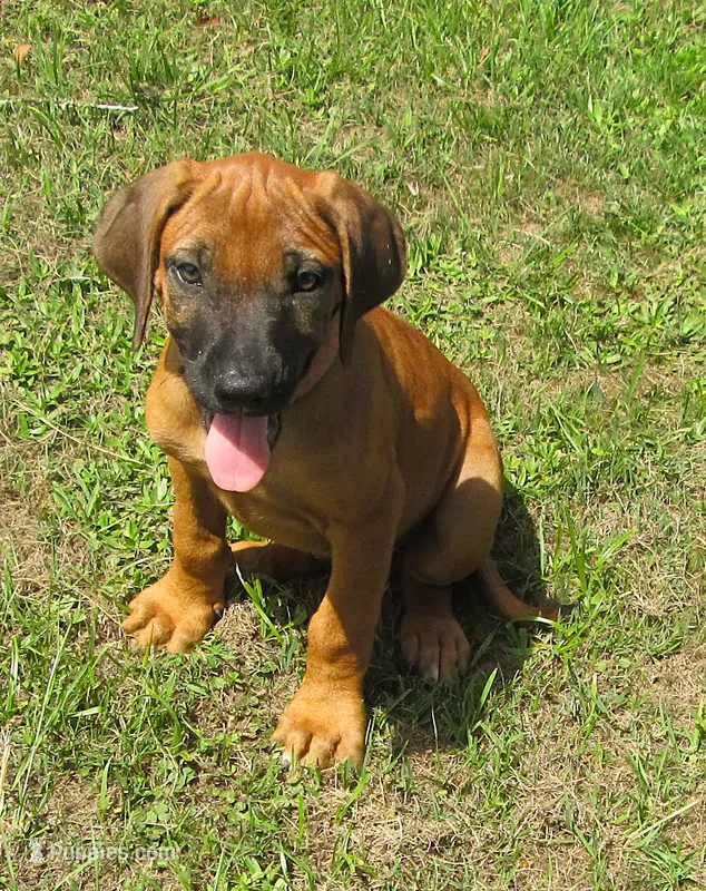 Sersi's girl – Rhodesian Ridgeback puppy for sale in Palestine, TX