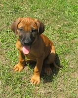 Sersi's girl, a female Rhodesian Ridgeback for sale in Palestine, TX – 1 of 4