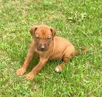 Black male, a male Rhodesian Ridgeback for sale in Palestine, TX – 3 of 4
