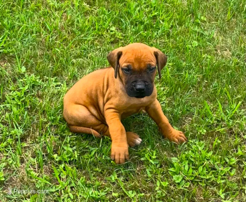 Blue male – Rhodesian Ridgeback puppy for sale in Palestine, TX