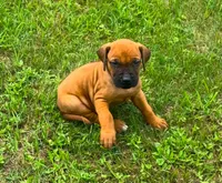 Blue male, a male Rhodesian Ridgeback for sale in Palestine, TX – 1 of 3