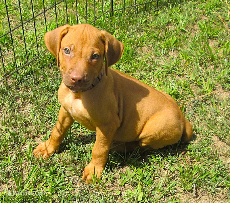 Purple female – Rhodesian Ridgeback puppy for sale in Palestine, TX