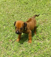 Yellow male, a male Rhodesian Ridgeback for sale in Palestine, TX – Photo 2 of 4