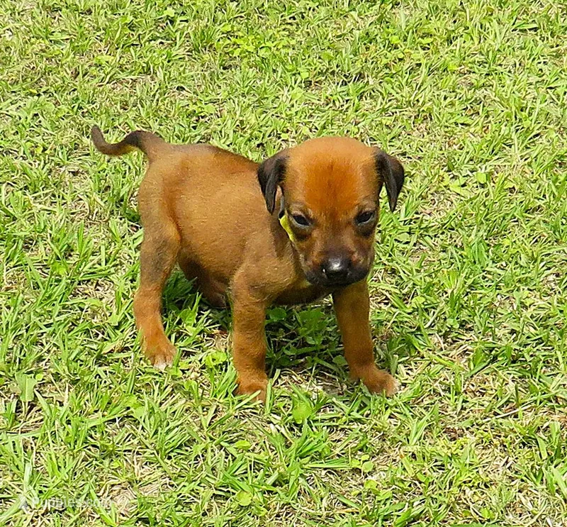 Yellow male – Rhodesian Ridgeback puppy on hold in Palestine, TX