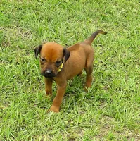 Yellow male, a male Rhodesian Ridgeback for sale in Palestine, TX – Photo 3 of 4