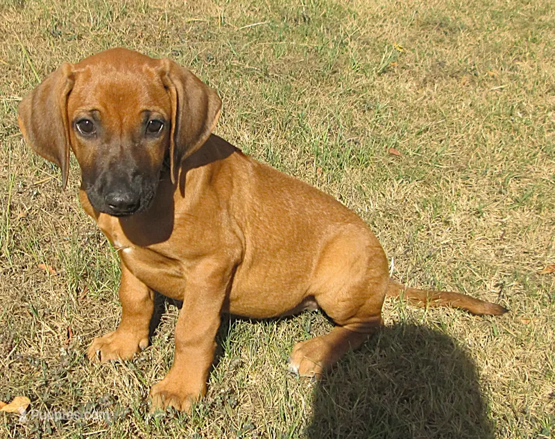 Hershey's #2 – Rhodesian Ridgeback puppy for sale in Palestine, TX