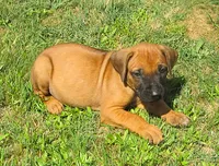Purple female, a female Rhodesian Ridgeback for sale in Palestine, TX – 2 of 4