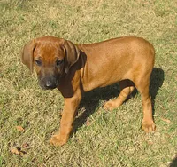 Hershey's #1, a female Rhodesian Ridgeback for sale in Palestine, TX – 2 of 4