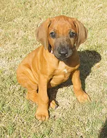 Hershey's #1, a female Rhodesian Ridgeback for sale in Palestine, TX – 3 of 4