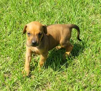 Belle's girl, a female Rhodesian Ridgeback for sale in Palestine, TX – 2 of 5