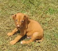 Red male, a male Rhodesian Ridgeback for sale in Palestine, TX – 2 of 4