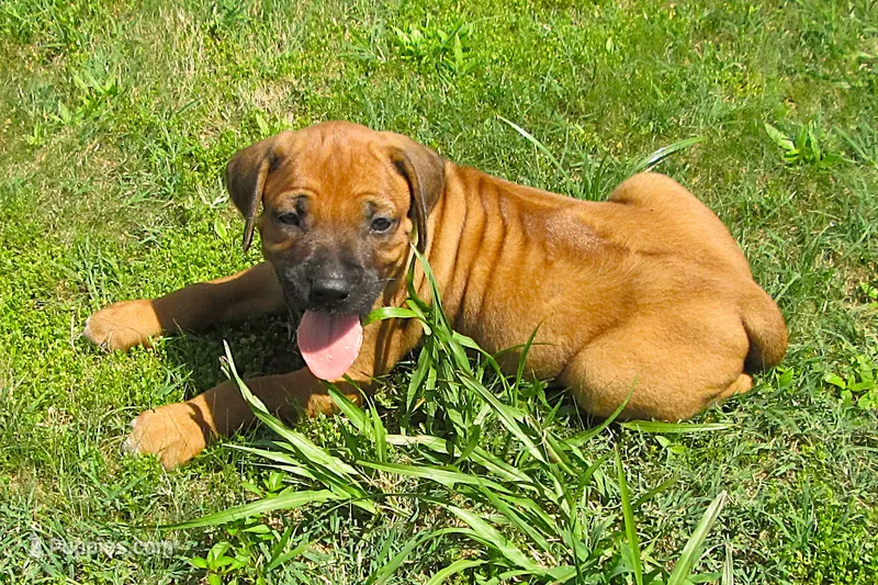Lt green female – Rhodesian Ridgeback puppy for sale in Palestine, TX