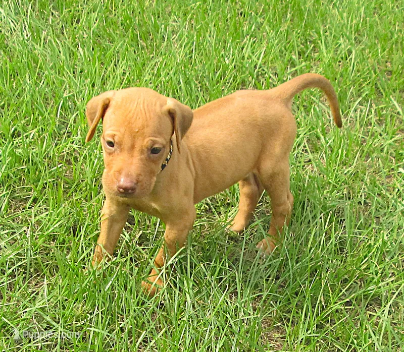 Black female – Rhodesian Ridgeback puppy for sale in Palestine, TX